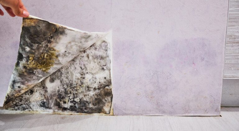 Step-by-Step Mould Remediation & Removal Guide