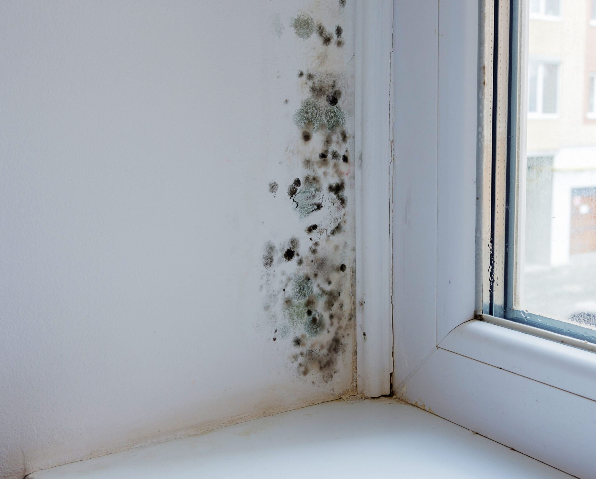 How to Clean Mould From Walls Reztor Restoration