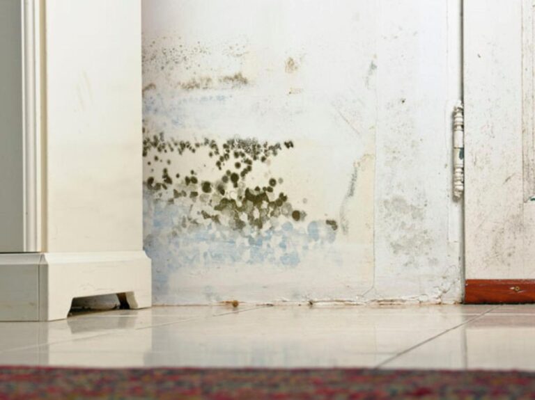 Preventing Mould After Water Damage: The Importance of Mould Remediation