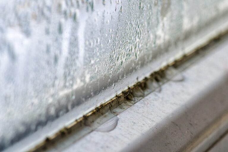 How to Test for Mould After a Flood