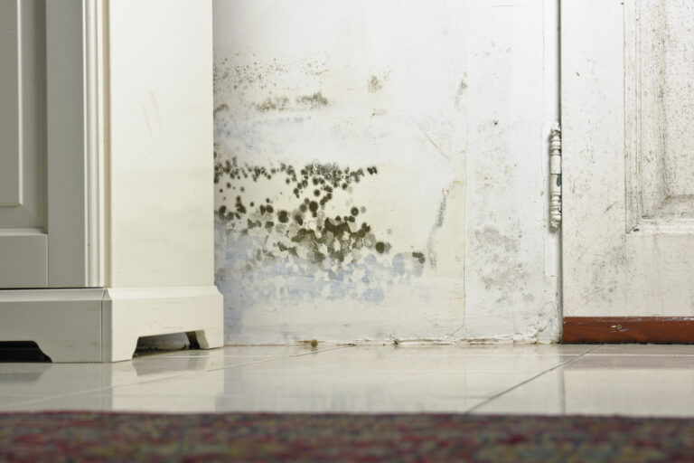 Effective Mould Remediation Techniques After Water Damage