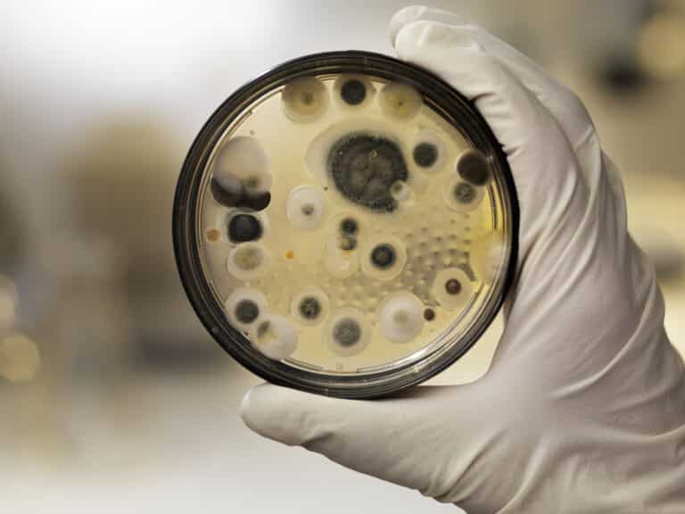 The Role of Professional Water Damage Restoration in Preventing Mould Growth