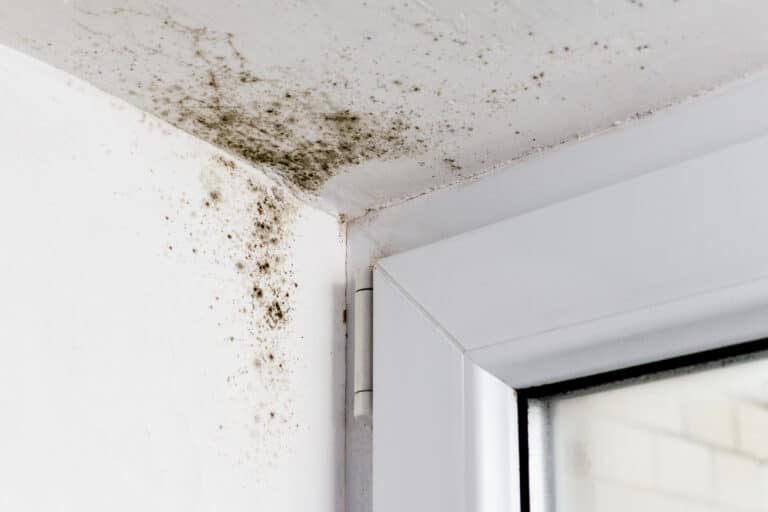 How Professional Wet Carpet Drying Services Prevent Mould and Mildew Growth