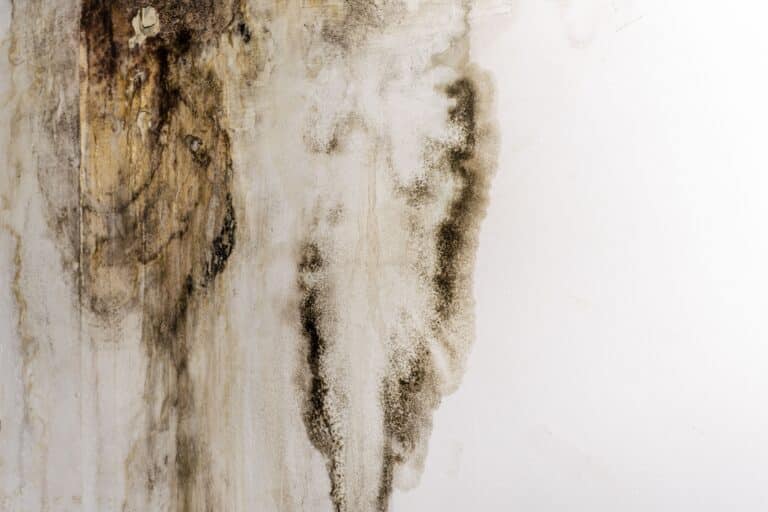 Preventing Mould Recurrence: Tips from Mould Remediation Experts