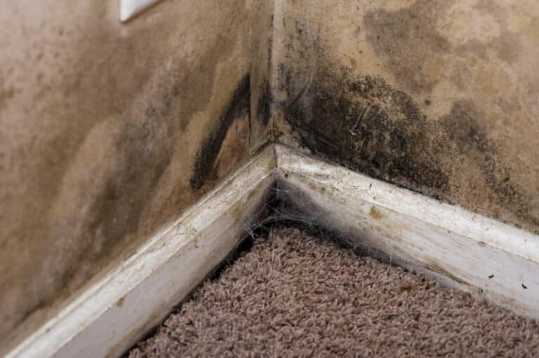 Choosing the Best Mould Remediation Services for Your Home
